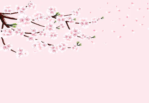 Sakura. Pobočka cherry s bílými květy ve větru ztrácí okvětní lístky. Izolované na růžovém pozadí. ilustrace — Stockový vektor
