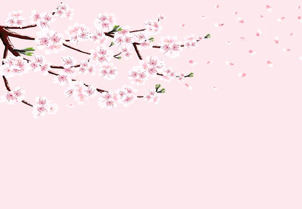 Sakura. Un ramo di ciliegia con fiori bianchi nel vento perde petali. Isolato su uno sfondo rosa. illustrazione — Vettoriale Stock