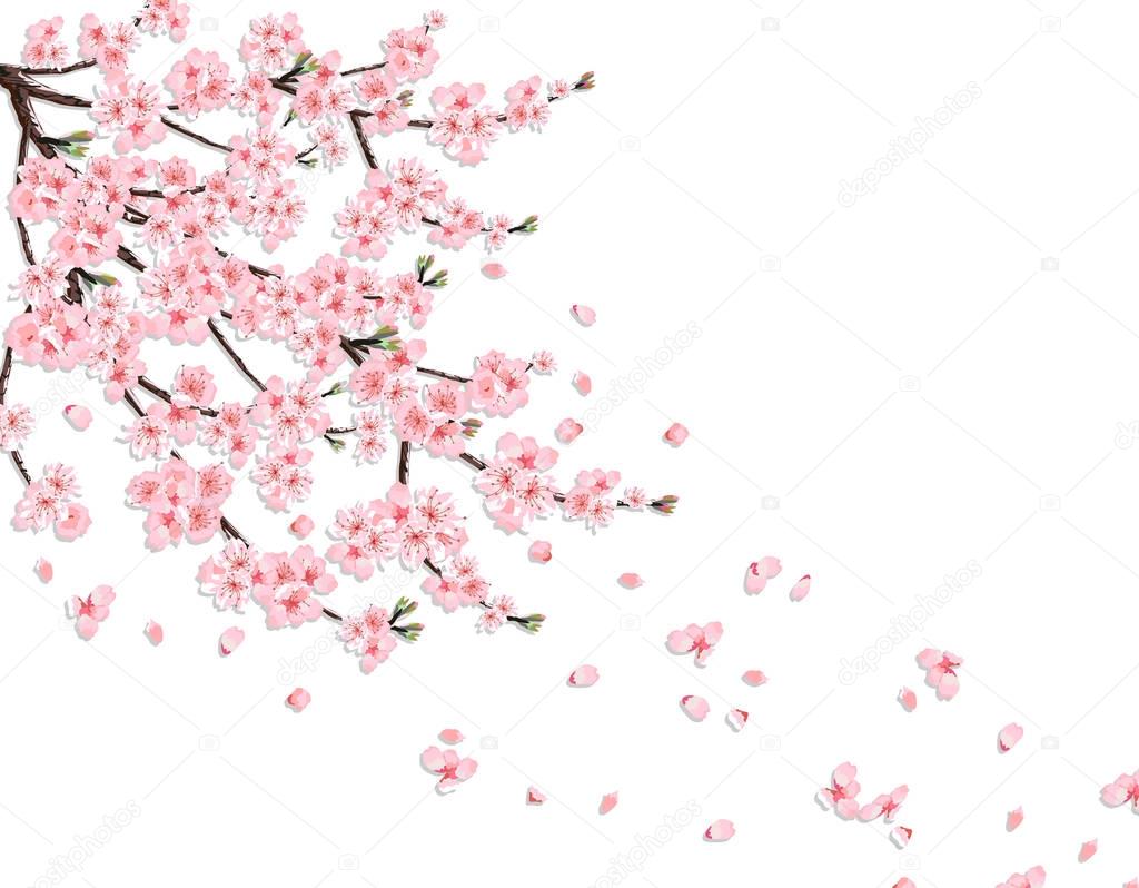 Sakura. A lush cherry branch with pink flowers in the wind loses petals. Isolated on a pink background. illustration