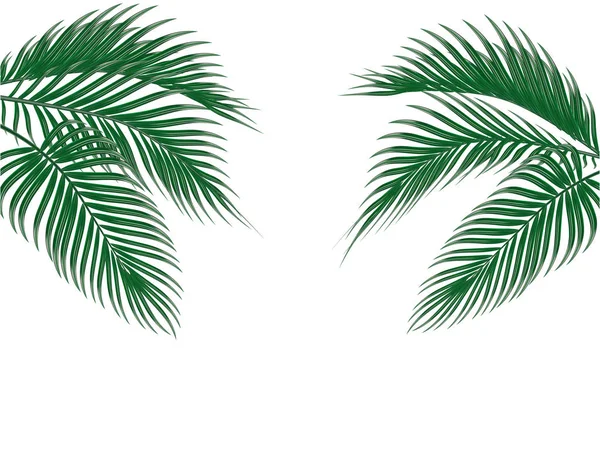 Diferente en forma tropical hojas de palma verde oscuro en ambos lados. Aislado sobre fondo blanco. ilustración — Vector de stock