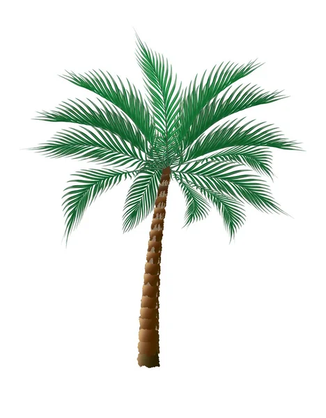 Tropical dark green palm tree. Isolated on white background. illustration — Stock Vector