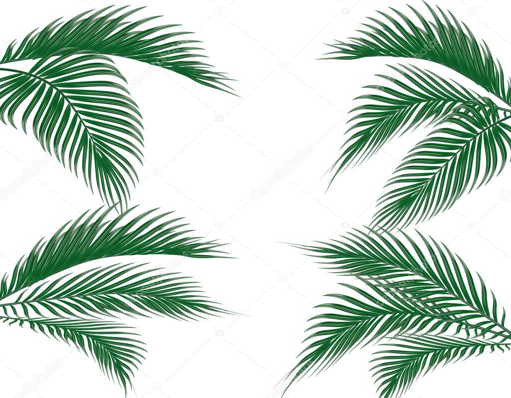 Different in form tropical dark green palm leaves on four sides. Set. Isolated on white background. illustration