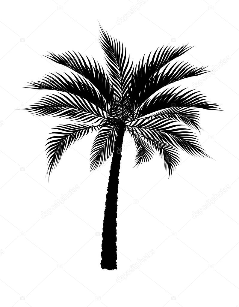 A tropical palm tree in black. Isolated on white background. illustration