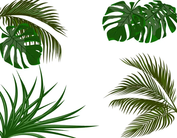 Groene bladeren van tropische palmbomen. Monstera, agave. Geïsoleerd op een witte achtergrond. illustratie — Stockvector