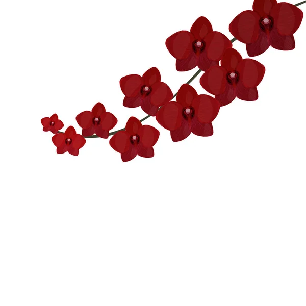 Cabang Anggrek. bunga realistik merah burgundy yang indah. Terisolasi di latar belakang putih. ilustrasi - Stok Vektor