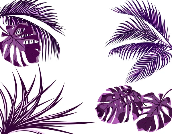Hojas ultra púrpuras de palmeras tropicales. Listos. Monstruo, agave. Aislado sobre fondo blanco. ilustración — Vector de stock