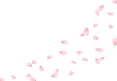 Sakura. Yaprakları pastel renkler rüzgarda uçan. Beyaz arka plan üzerinde izole. illüstrasyon