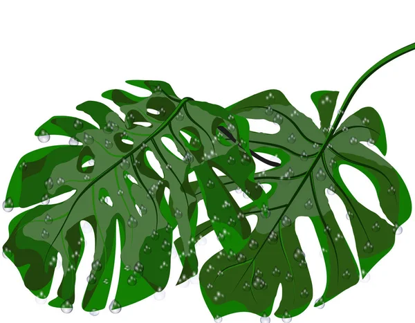 Folhas verdes de palmas tropicais em gotas de chuva, orvalho. Monstro. Isolado em fundo branco. Ilustração —  Vetores de Stock