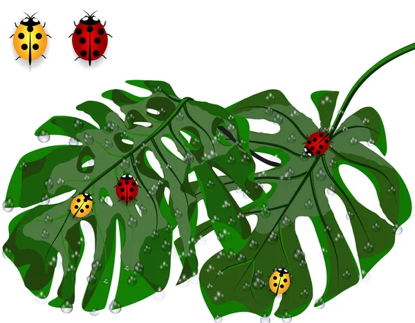 Feuilles vertes de palmiers tropicaux en gouttelettes de pluie, rosée. Monstera et coccinelles. Isolé sur fond blanc. illustration — Image vectorielle