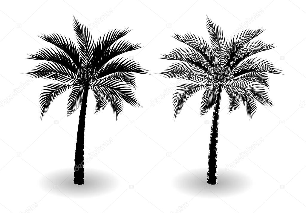 A tropical palm tree in black and white. Stylized for pencil. Isolated on white background. illustration