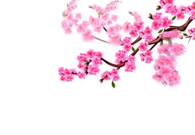 Sakura. Mor çiçekli kiraz dalları rüzgarda dalgalanıyor. Odaklan ve odaklanma. resimleme