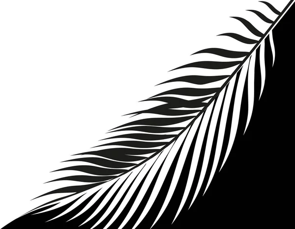 Dessin stylisé noir et blanc d'une feuille de palmier tropical. . illustration — Image vectorielle