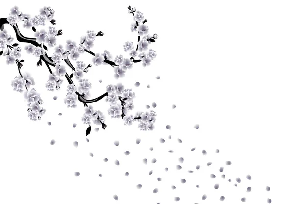 Sakura black and white drawing. Cherry branches with flowers and petals. illustration — 스톡 벡터