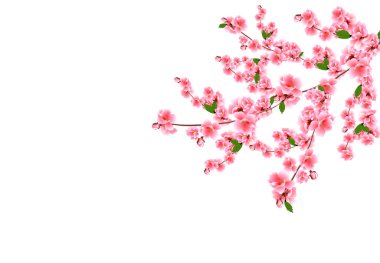 Sakura. Narin pembe çiçekli, yapraklı ve tomurcuklu kiraz dalları. Beyaz arkaplan resimlemesinde izole.