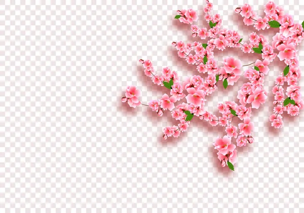 Sakura is magnificent. Cherry branches with delicate pink flowers, leaves and buds. On transparent checker background. illustration — Stock Vector