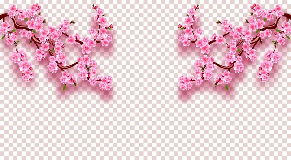 Sakura na obou stranách. Třešňové větve s jemnými růžovými květy, listy a poupaty. Na transparentní prověrce. ilustrace — Stockový vektor