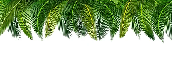 Dense thickets of tropical green palm leaves on top of the picture. Place for advertisement, announcement. illustration — Stock Vector