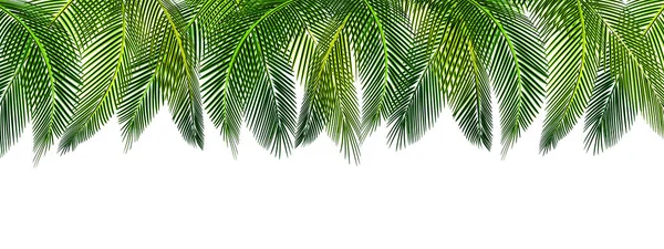Tropicale Varie forme di foglie di palma verde sulla parte superiore di un quadro. Luogo per la pubblicità, annuncio. illustrazione — Vettoriale Stock