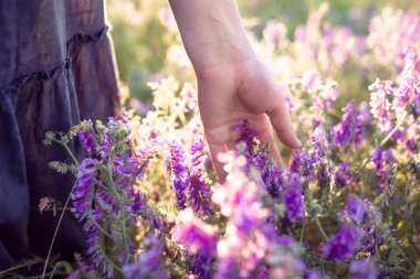 Kız tarladaki çiçeklere yürüyor ve dokunuyor. Yüksek otlar. Güneş ışınları parlıyor