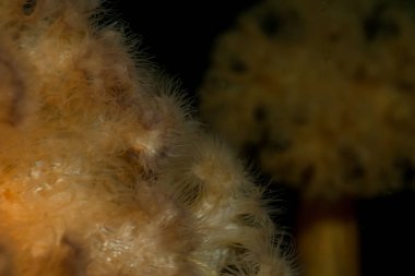 Turuncu tüysü Anemone Pasifik Okyanusu