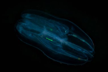 SeaLife Pacific Northwest Okyanusu