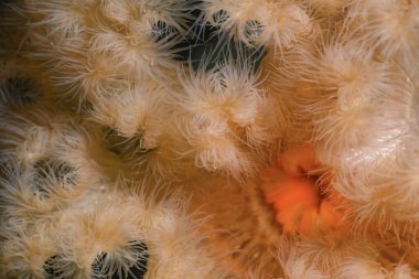 Turuncu tüysü Anemone 