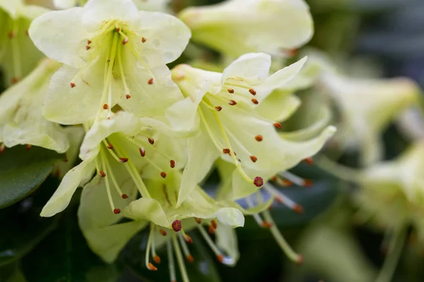 Rhododendron 'Shamrock' Fleur — Photo