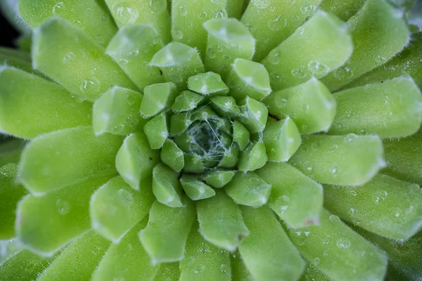 红指甲母鸡 — 图库照片