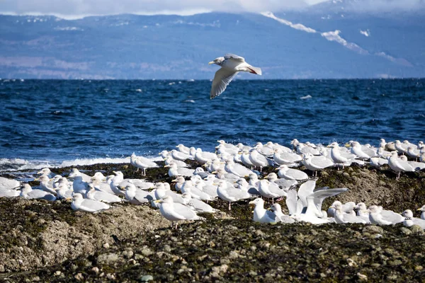 Seagulls sitting on rocky shore — Stock Photo, Image