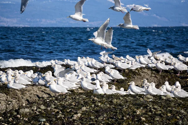 Seagulls sitting on rocky shore — Stock Photo, Image