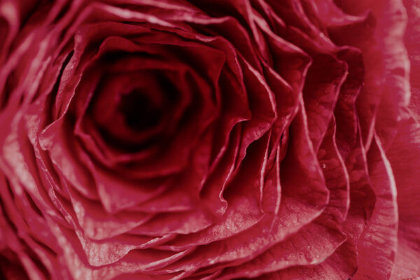 Closeup macro picture of fresh red rose.