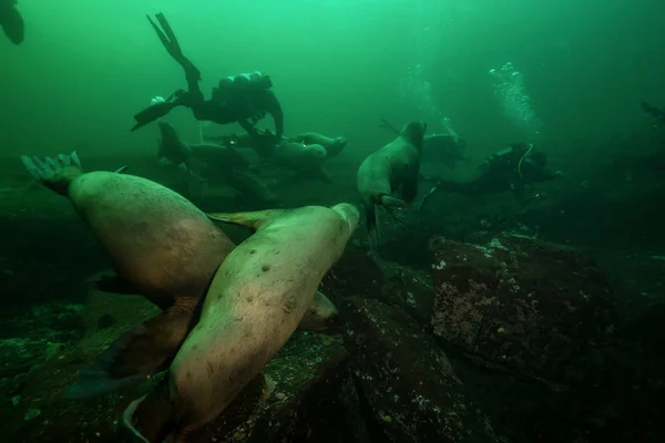 Diver and Group of Sea Lions — Stock Photo, Image