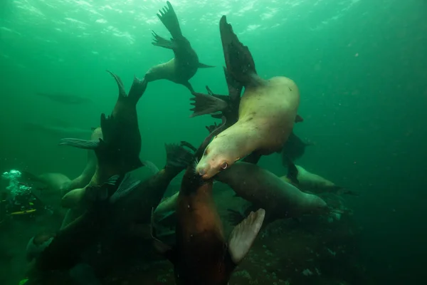 Group of Sea Lions swimming underwater