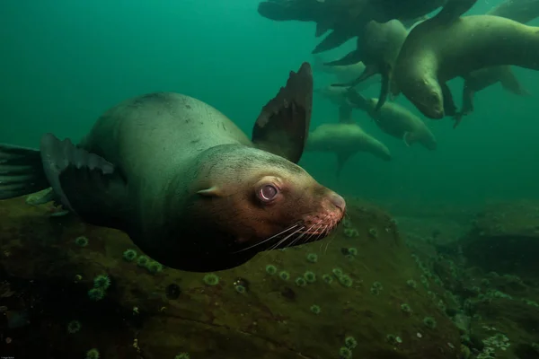 Group of Sea Lions swimming underwater