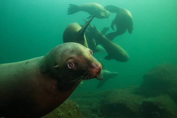 Group of Sea Lions swimming underwater — Stock Photo, Image