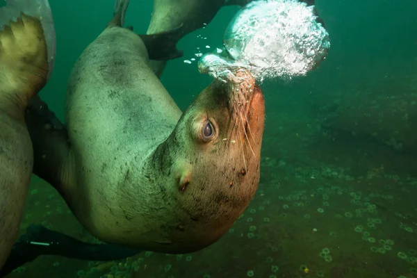 Sea Lion in ocean — Stock Photo, Image