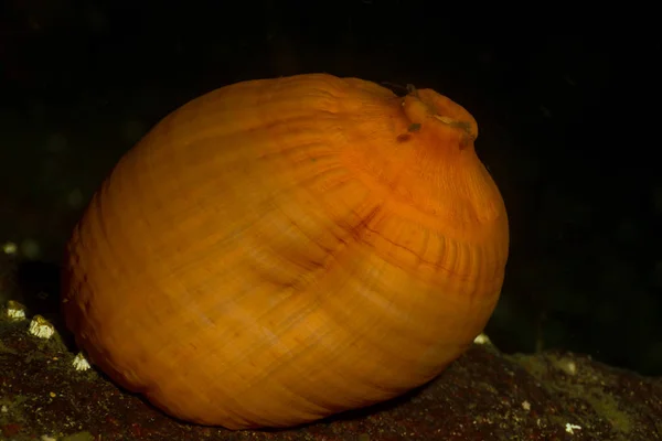 Anémona en el Océano Pacífico Noroeste —  Fotos de Stock