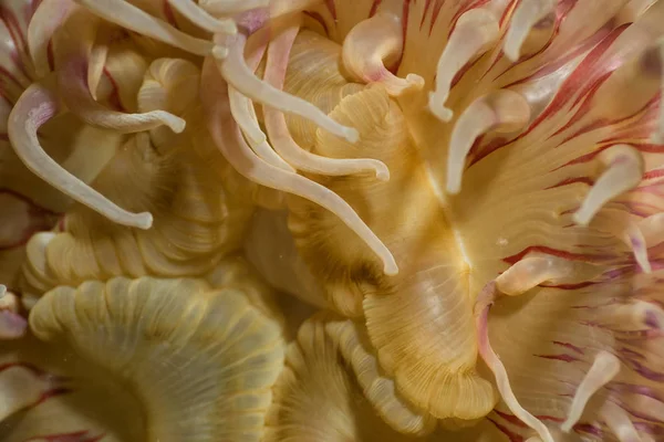 Onderwater kleurrijke anemone — Stockfoto
