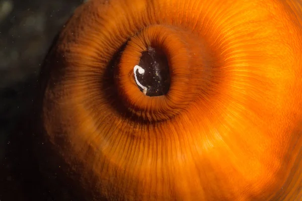 Anemone in Pacific Northwest Oceaan — Stockfoto