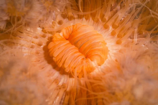 Oranje Plumose Anemone — Stockfoto