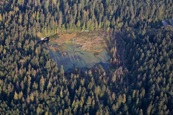 Κάστορας λίμνη στο Stanley Park, — Φωτογραφία Αρχείου