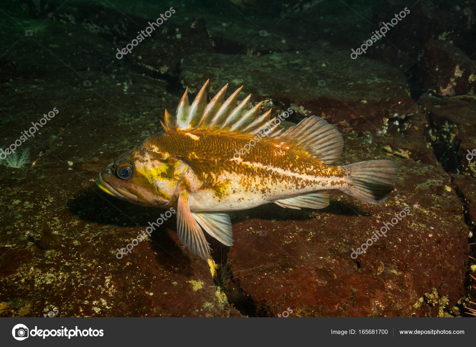 Rockfish at bottom of Pacific Ocean — Stock Photo © edb3_16 #165681700