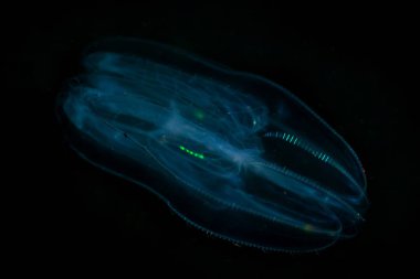 Tarak reçel (Ctenophora)