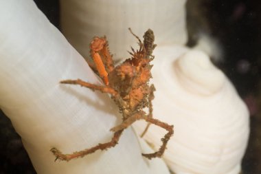 Yengeç oturan beyaz anemon üzerinde 