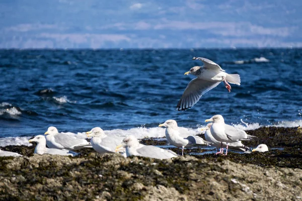 Seagulls sitting on rocky shore — Stock Photo, Image