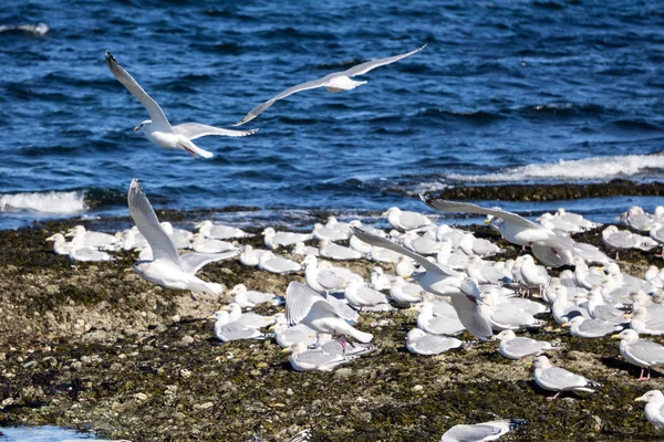 Seagulls sitting on rocky shore — Stock Photo, Image