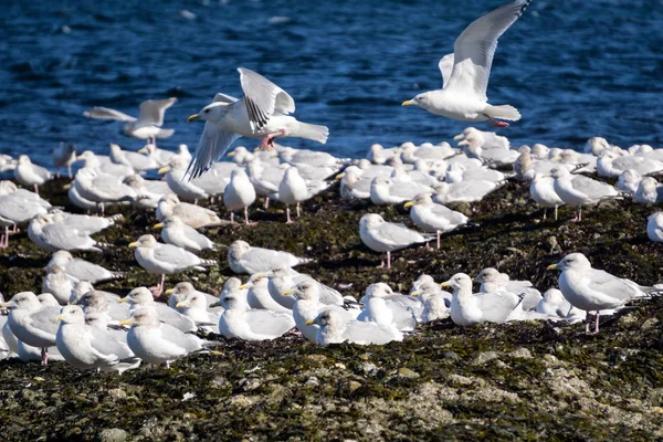 Seagulls sitting on rocky shore — Stock Photo, Image