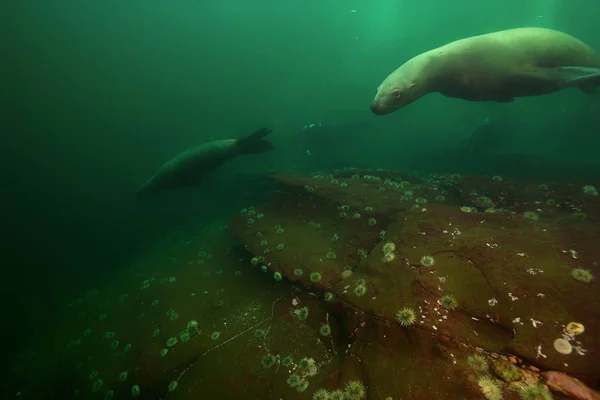 Group of Sea Lions swimming underwater — Stock Photo, Image