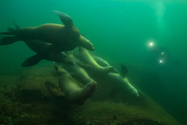 Group of Sea Lions swimming underwater — Stock Photo, Image