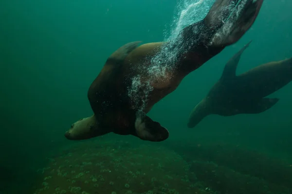 Group of Sea Lions swimming underwater — Stock Photo, Image